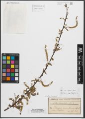 Foto von Salix triandra L.